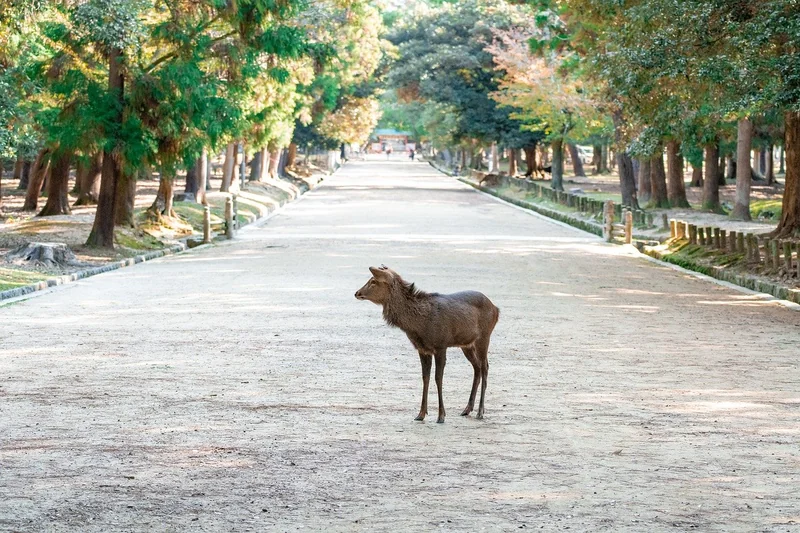 나라장터 등록: 공공입찰의 시작, 필수 꿀팁 대방출 9 나라장터 등록