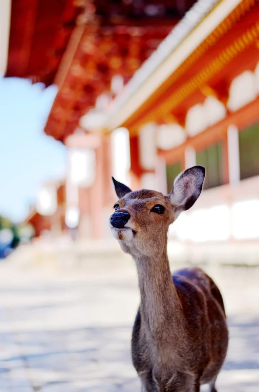나라장터 입찰